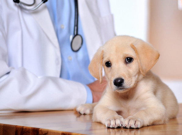 Sauk Rapids, St.Cloud, Foley, St. Joseph, Waite Park, Sartell, MN. Pet Clinic Insurance
