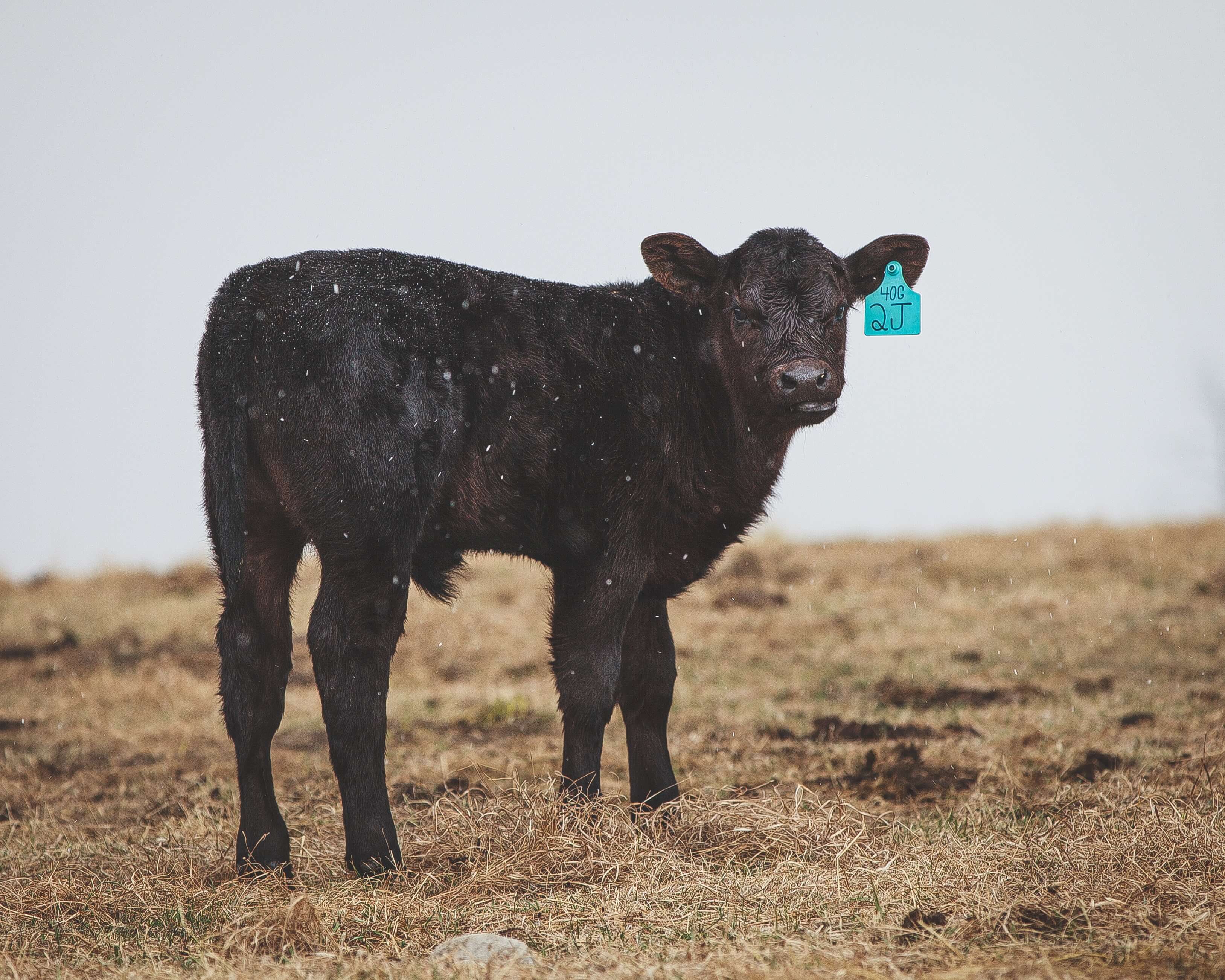 Sauk Rapids, St.Cloud, Foley, St. Joseph, Waite Park, Sartell, MN. Farm Livestock Insurance