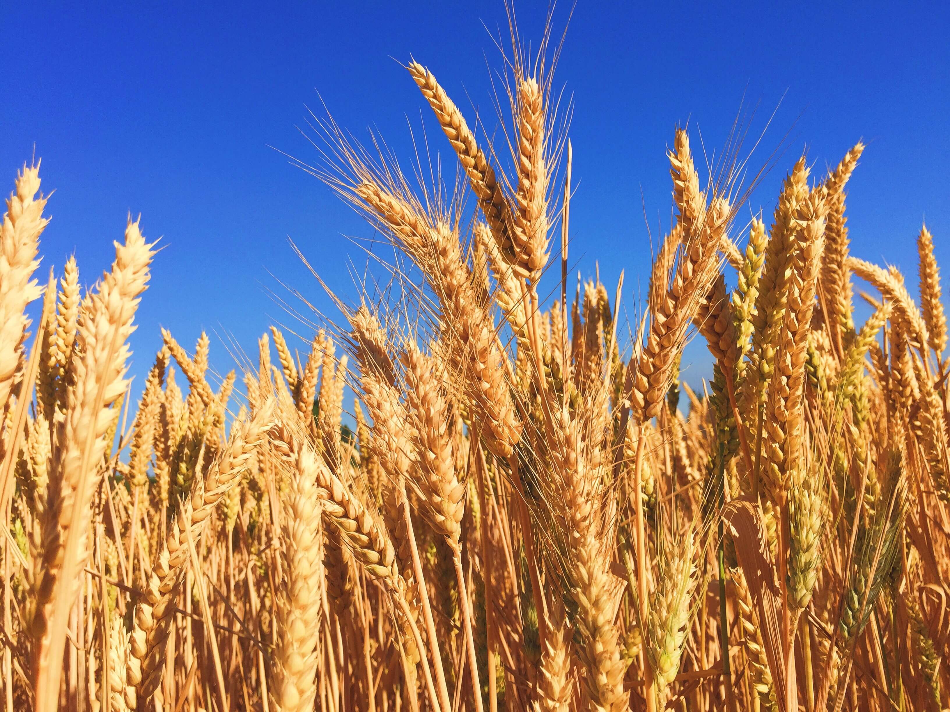 Sauk Rapids, St.Cloud, Foley, St. Joseph, Waite Park, Sartell, MN. Crop Insurance